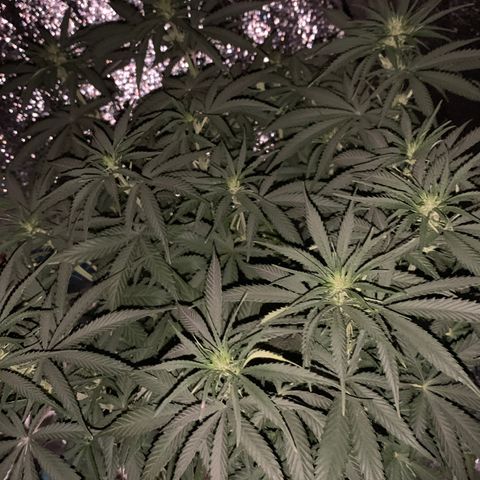 Gorilla Girl XL Auto growlog timeline photo