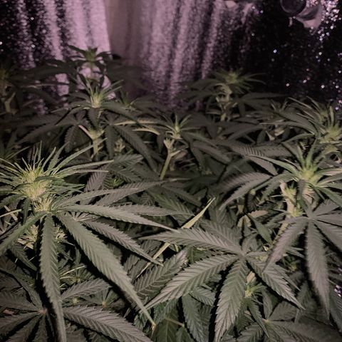 Gorilla Girl XL Auto growlog timeline photo