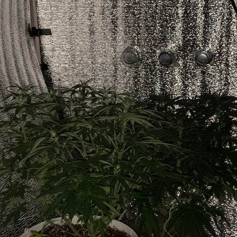 Gorilla Girl XL Auto growlog timeline photo
