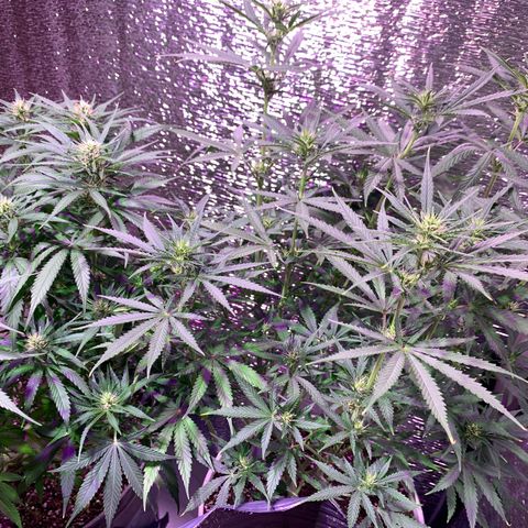 Gorilla Girl XL Auto growlog timeline photo