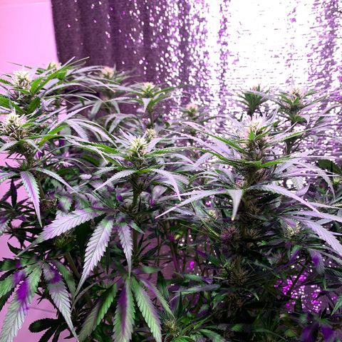 Gorilla Girl XL Auto growlog timeline photo