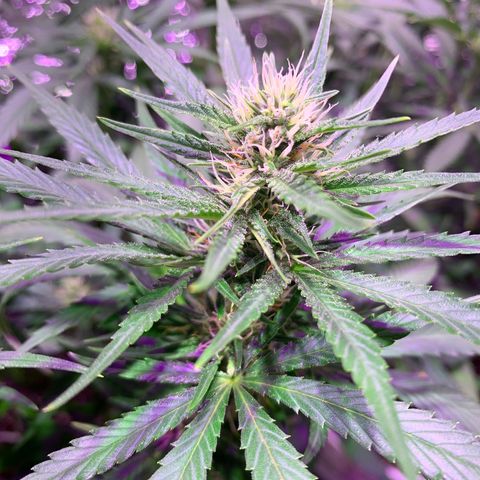 Gorilla Girl XL Auto growlog timeline photo