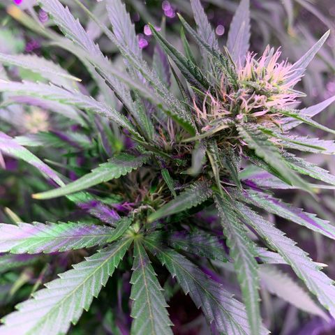 Gorilla Girl XL Auto growlog timeline photo