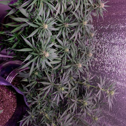 Gorilla Girl XL Auto growlog timeline photo