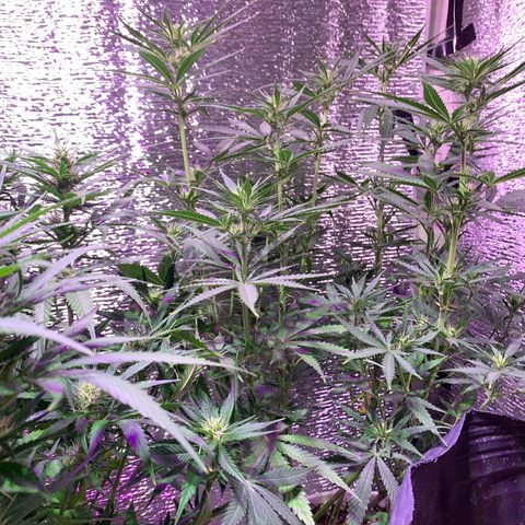 Gorilla Girl XL Auto growlog timeline photo