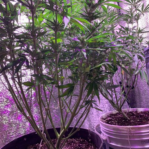 Gorilla Girl XL Auto growlog timeline photo