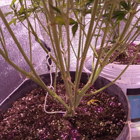 Gorilla Girl XL Auto growlog timeline photo