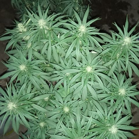 Gorilla Girl XL Auto growlog timeline photo