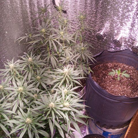 Gorilla Girl XL Auto growlog timeline photo