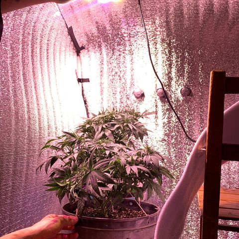 Gorilla Girl XL Auto growlog timeline photo