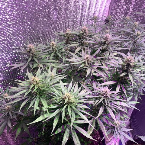 Gorilla Girl XL Auto growlog timeline photo