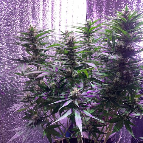 Gorilla Girl XL Auto growlog timeline photo