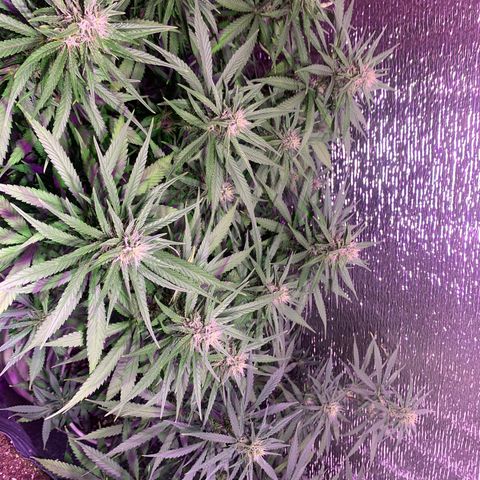 Gorilla Girl XL Auto growlog timeline photo