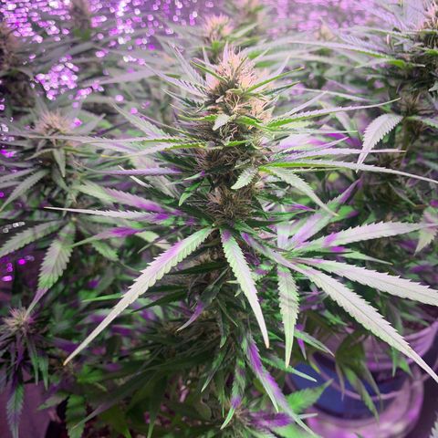 Gorilla Girl XL Auto growlog timeline photo