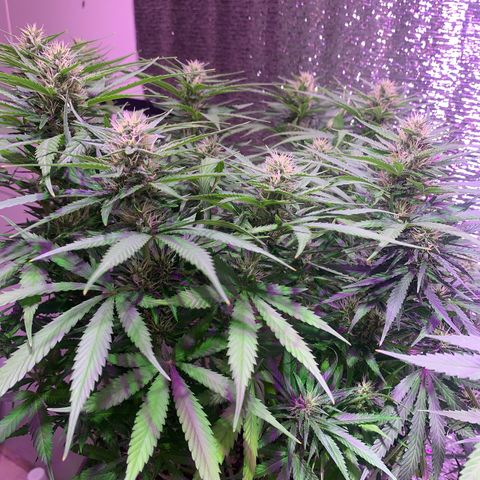 Gorilla Girl XL Auto growlog timeline photo