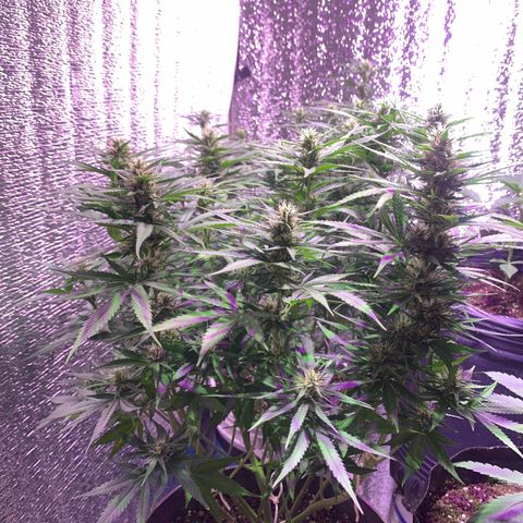 Gorilla Girl XL Auto growlog timeline photo