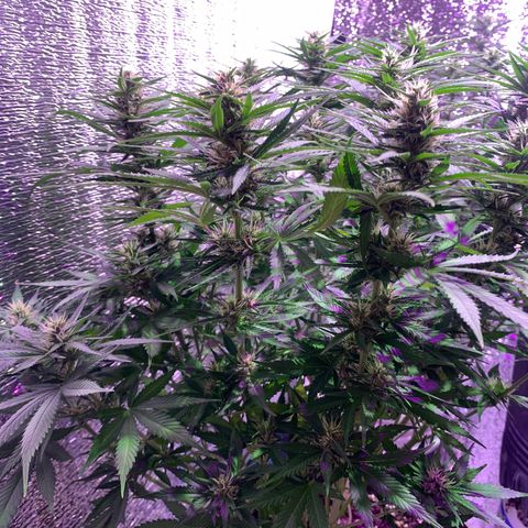 Gorilla Girl XL Auto growlog timeline photo