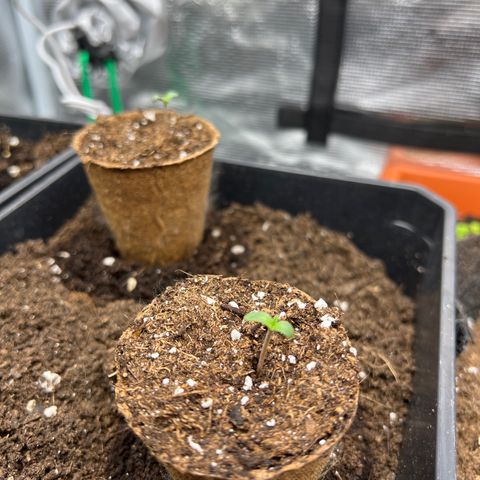 Special Kush 1 growlog timeline photo