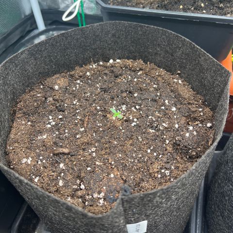 Special Kush 1 growlog timeline photo