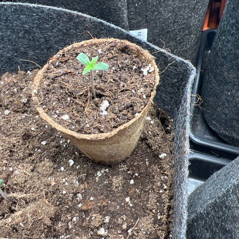Special Kush 1 growlog photo: One of two left for few days more in small pot
