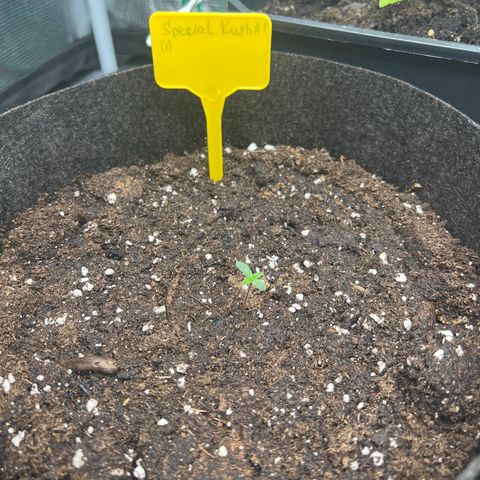 Special Kush 1 growlog timeline photo
