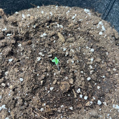 Northern Light X  growlog timeline photo