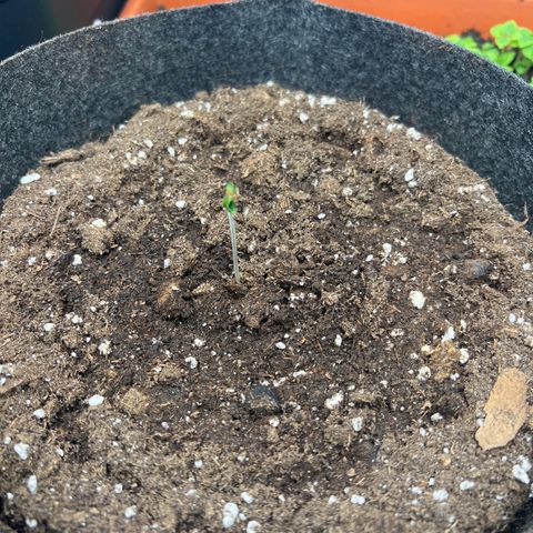 Northern Light X  growlog timeline photo