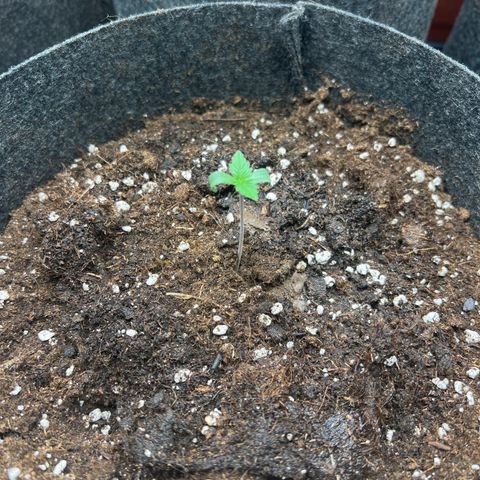 Northern Light X  growlog photo: Add Mykcorizha