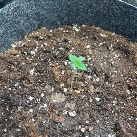 Northern Light X  growlog photo: Add Mykcorizha