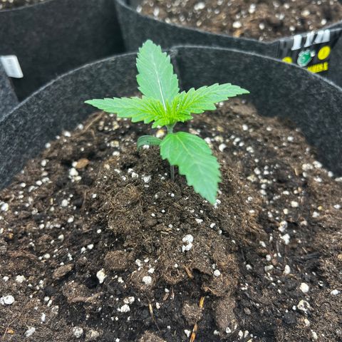 Northern Light X  growlog timeline photo