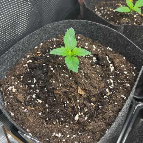 Northern Light X  growlog timeline photo