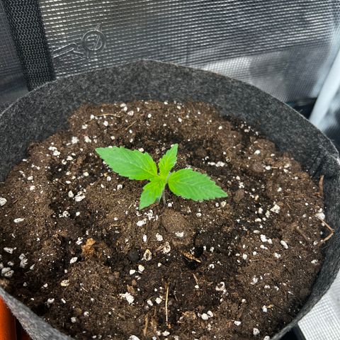 Northern Light X  growlog timeline photo
