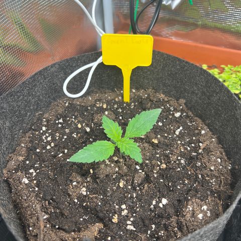 Special Kush 1 growlog timeline photo