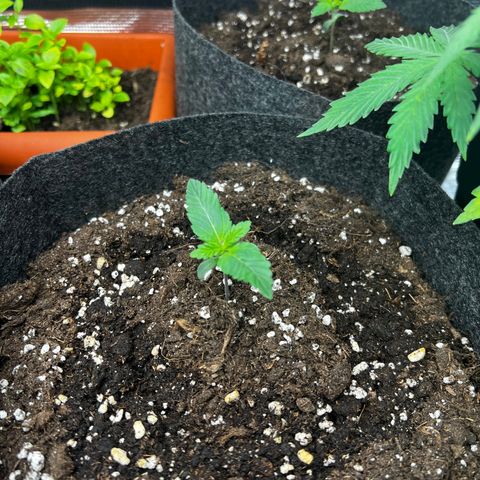 Northern Light X  growlog timeline photo