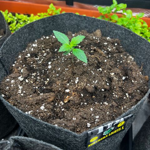 Northern Light X  growlog timeline photo