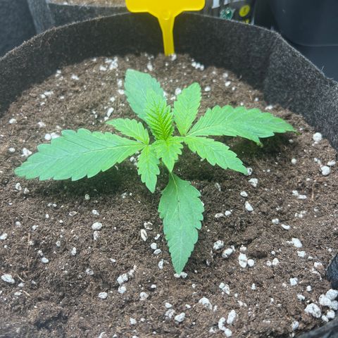 Special Kush 1 growlog timeline photo