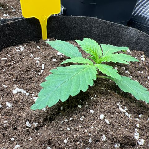 Special Kush 1 growlog timeline photo