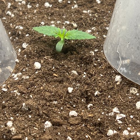 Amnesia Bilbo growlog timeline photo