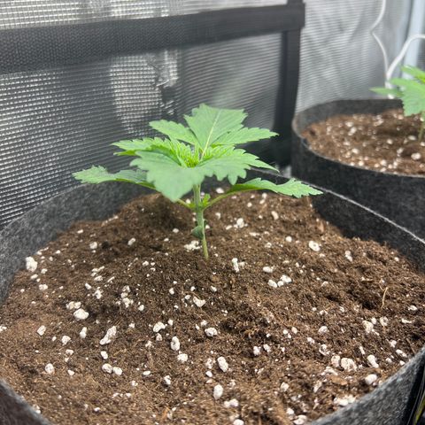 Northern Light X  growlog timeline photo
