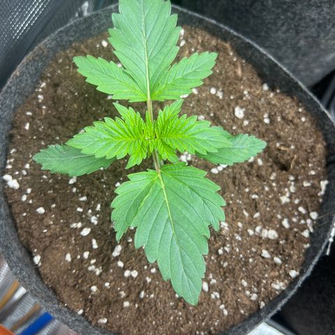 Northern Light X  growlog timeline photo