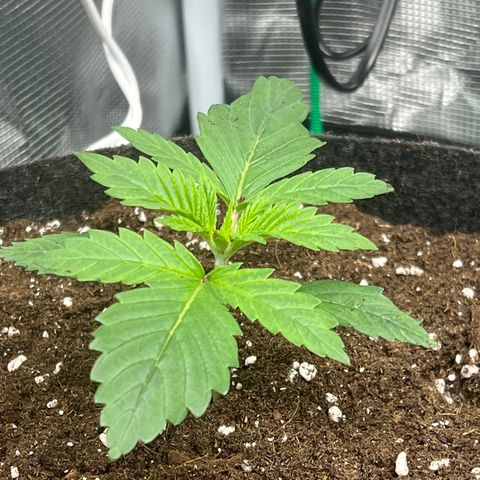 Northern Light X  growlog timeline photo