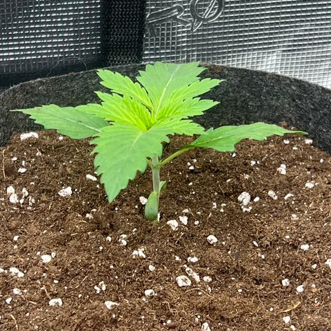 Northern Light X  growlog timeline photo