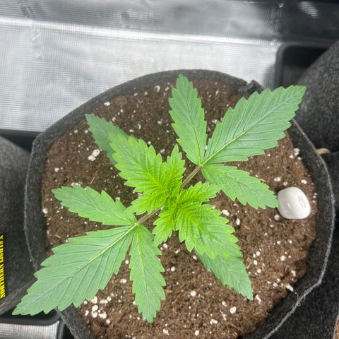 Northern Light X  growlog timeline photo