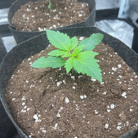 Northern Light X  growlog timeline photo
