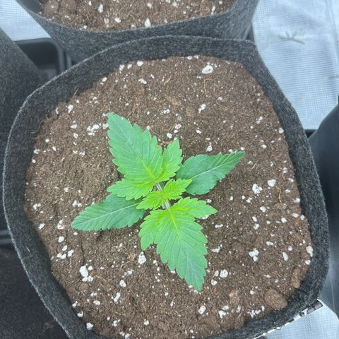 Northern Light X  growlog timeline photo