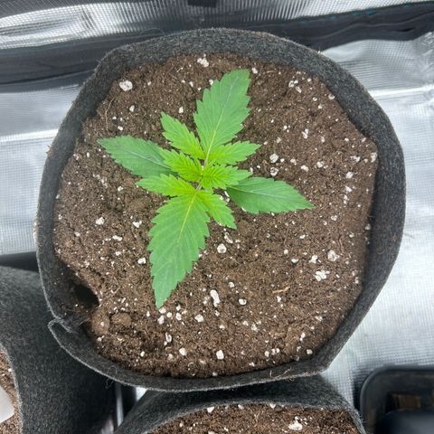 Northern Light X  growlog timeline photo