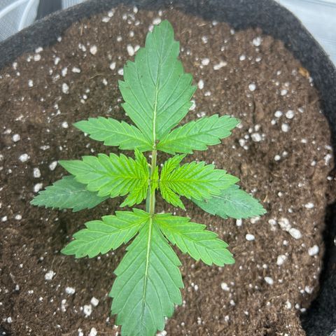 Northern Light X  growlog timeline photo