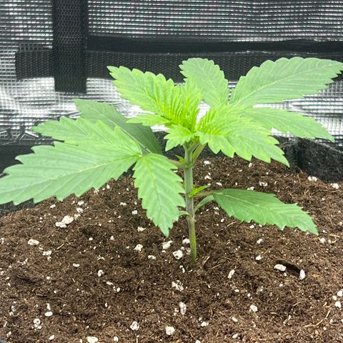 Northern Light X  growlog timeline photo