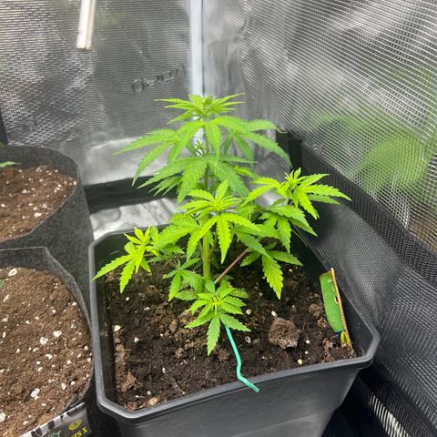 Green Gelato Automatic growlog timeline photo
