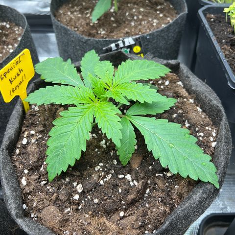 Special Kush 1 growlog timeline photo